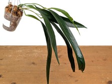 Anthurium Friedrichsthalii - Wide Dark Form Size: XL