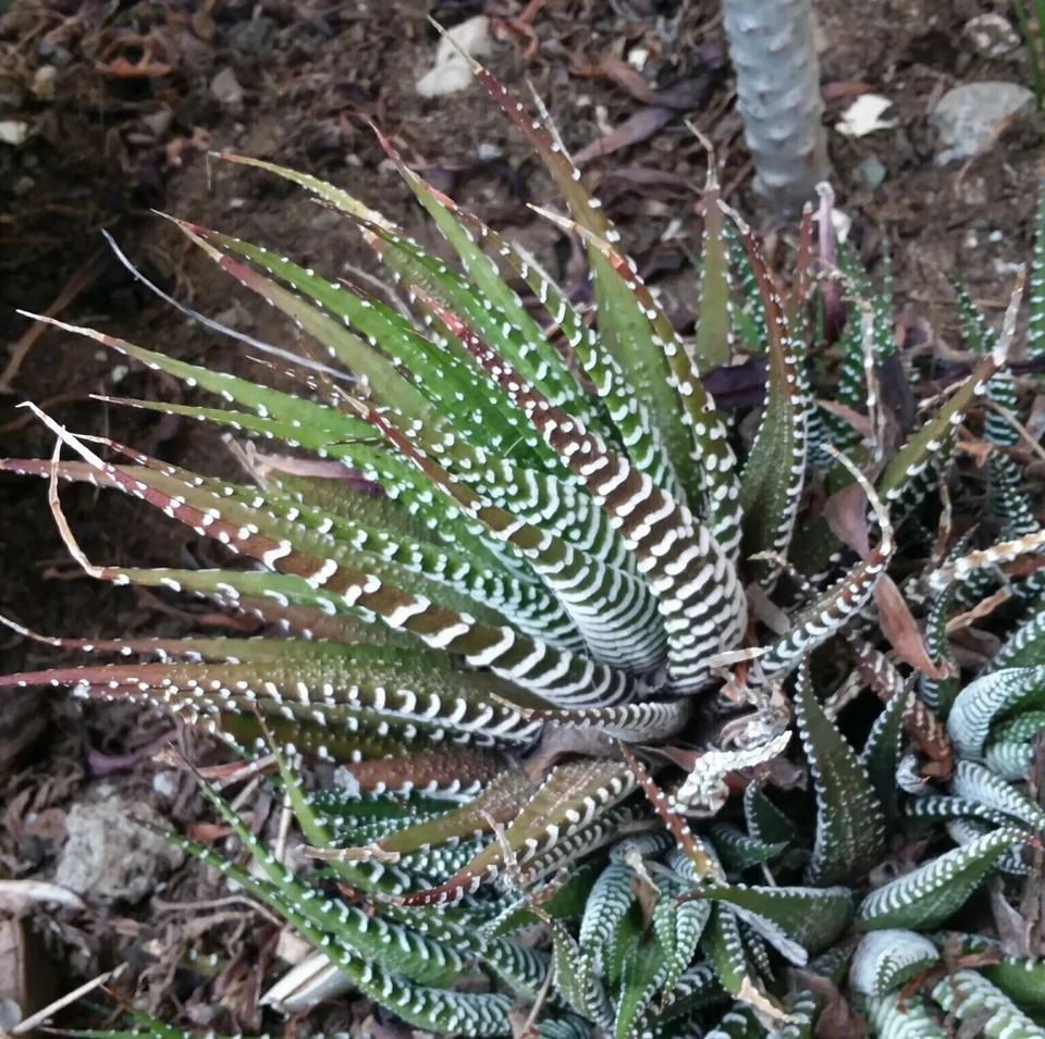 Haworthiopsis fasciata - Plantas de cactus cebra.  Foto 3 de 4
