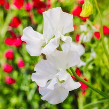White Ensign Sweet Pea Bedding Plants Flowering Garden Ready Climbers in Pot