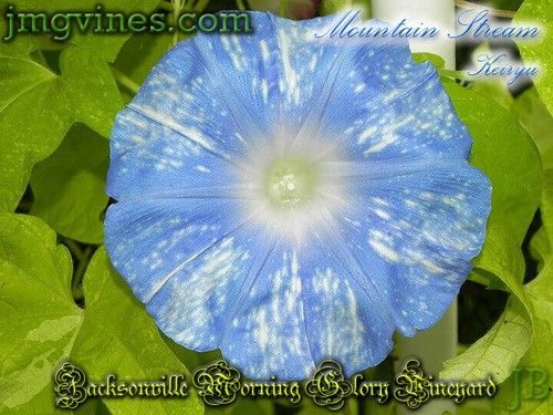 Mountain Stream Keiryu Japanese Morning Glory 6 Qty - Picture 3 of 6