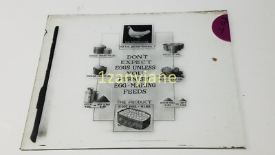 POT Glass Magic Lantern Slide Photo DON'T EXPECT EGGS UNLESS YOU FURNISH EGG....