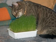 Catgrass Seeds- Herb- Crested Wheatgrass- 300+ 2021 Seeds     $1.69 Max Shipping