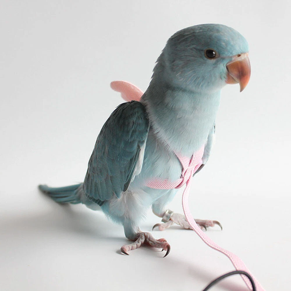 Outdoor pet birds 2025