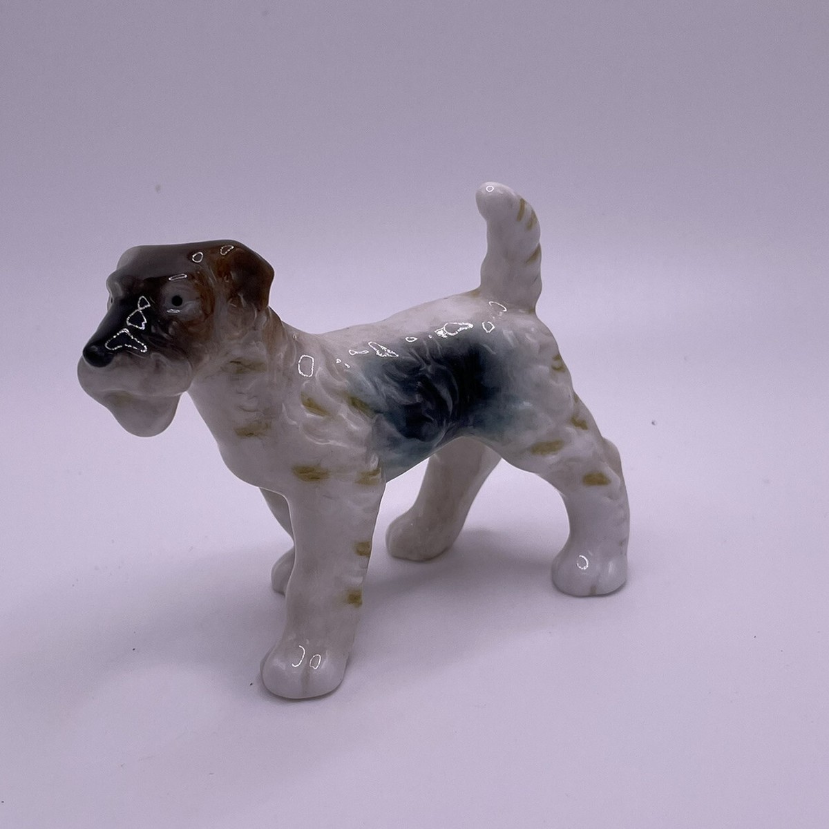 Wire Haired Fox Terrier For Sale in Juneau (21