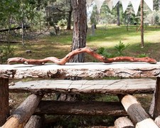 38" Natural Manzanita Trunk Branch - Aquarium & Terrarium Decor