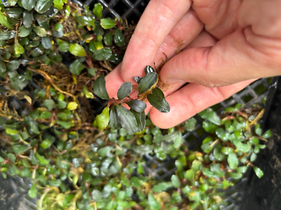 NEW & RARE Bucephalandra Mini Boyan - Live Aquarium Plant buce