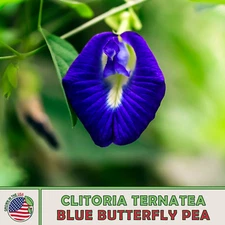 10 Blue Butterfly Pea Seeds, Clitoria ternatea, Culinary, Medicinal, Genuine USA