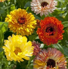 25 Playtime Mix Calendula Seeds