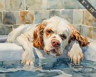 Clumber Spaniel soaking in the tub watercolor painting - 8x10 Print