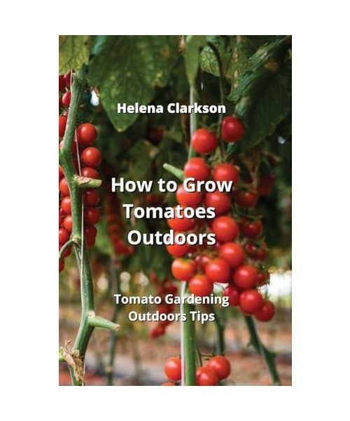 How To Grow Tomatoes Outdoors Tomato Gardening Outdoors Tips Tomato how-to-grow-tomatoes-outdoors-tomato-gardening-outdoors-tips-tomato