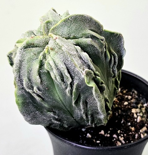 Sehr schöner Astrophytum Myriostigma Kikko Onzuka Kaktus - Z90 - Bild 3 von 5