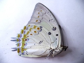 UNMOUNTED BUTTERFLY POLYURA DELPHIS CONCHA 1 PC
