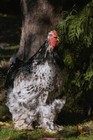 6 Farm Fresh Hatching Eggs Fancy PORCELAIN Brahma BRAHPI Orpington Lavendar ❤️eb — photo 1