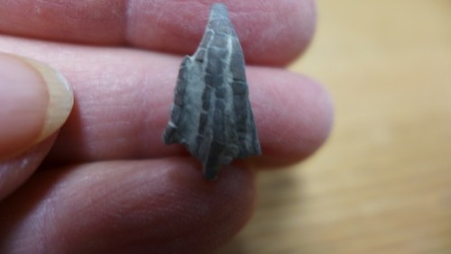 GEOLOGICAL ENTERPRISES Ordovician fossil Crinoid Ectenocrinus grandis Ohio - Picture 5 of 5