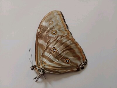  MORPHO EUGENIA ssp A1/A1-MALE data  Peru. EXCELLENT PRICE!!  LIMITED STOCK!