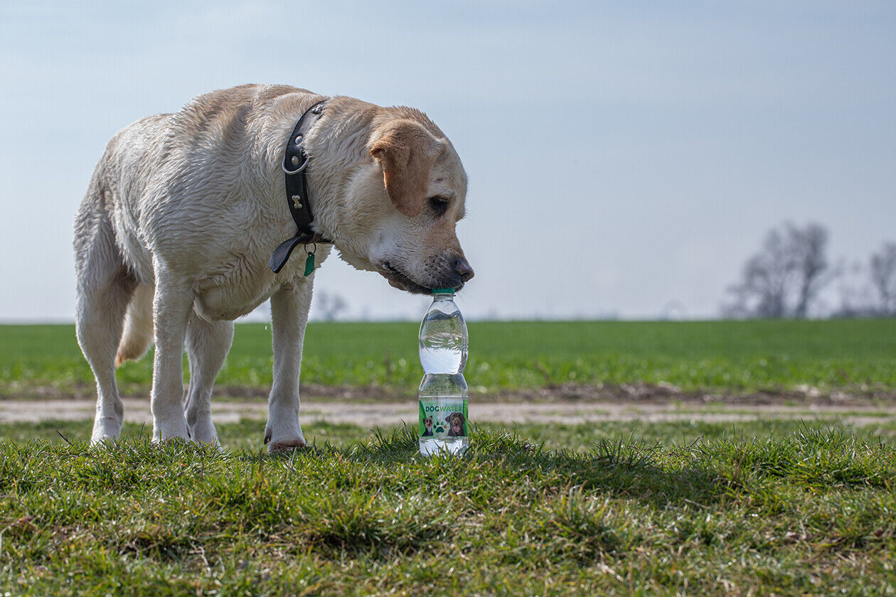 DOG WATER - Long Life Natural Spring European Hydrating Optimal