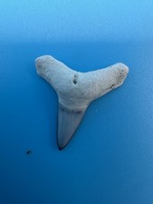 Shark Tooth Lemon Species Fossil Rare Small Bone Valley REAL