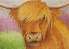 Highland Cow, "Hairy Coo", ACEO Original Art, 3.5 x 2.5 in, Pencil, Watercolor 