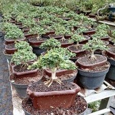 10 Bonsai Premna Microphylla bonsai tree old bonsai mame shito bonsai shohin