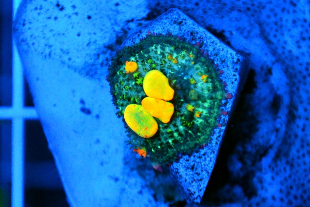Bright Corals - OG Bounce Mushroom Coral - WYSIWYG
