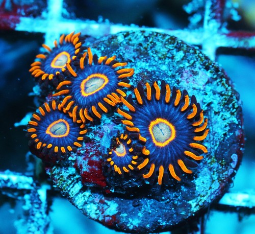 Blue Hornets Zoa Frag Zoanthids Zoa Paly SPS LPS Corals, WYSIWYG