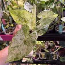 Alocasia Odora Batik Variegated