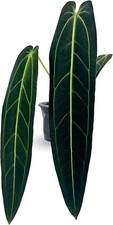 Anthurium Warocqueanum House Plant | Rare & Unique Queen Anthurium