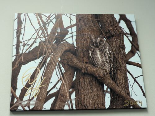 2024 ZAMBIA Signed 16X20 CANVAS Print #d 1/1 SCOOP'S OWL on BARK by BC Mixx - Afbeelding 1 van 3