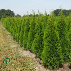 Lebensbaum Thuja Smaragd 140 160 Cm Hohe 16 Heckenpflanze Ebay