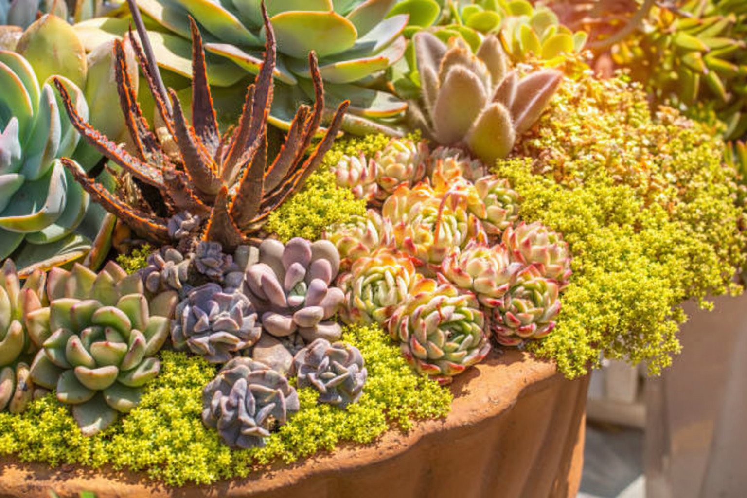 Succulentes et sedums rares lot de 100 variétés graphiques pour pots et bacs