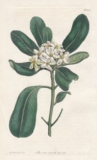 Japanese pittosporum Chinese sticky seed Japan botany engraving Curtis 1396