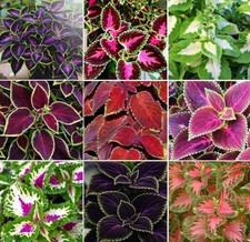 100 Mixed Coleus Flower Plant Seeds Rainbow Groundcover Flowers Garden Plant