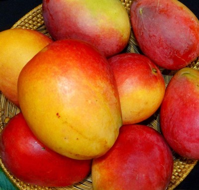 Mangifera indica cv IRWIN | Mango tree | Indian mango - Mangobaum | Indische Man
