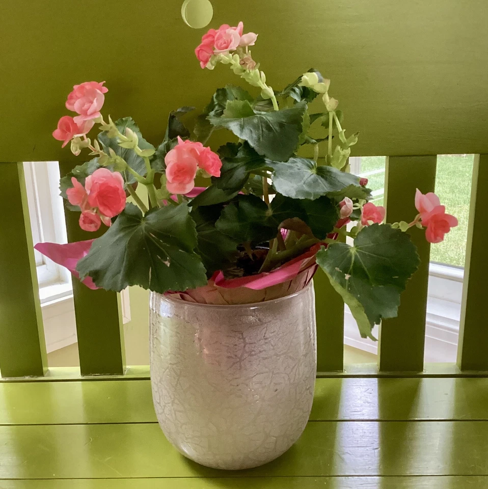 Anthropologie Pale Pink Hurricane Candle Holder /Flower Pot Textured 7" H - NEW - Image 3 of 4