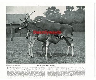 Eland und Jung (britischer Wildviehbulle auf Rückseite), Buchillustration (Druck)