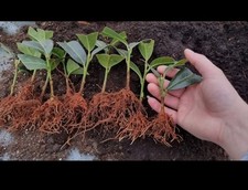 200 rooted laurelcuttings 6inches to 9inches.Bare root dug to order.