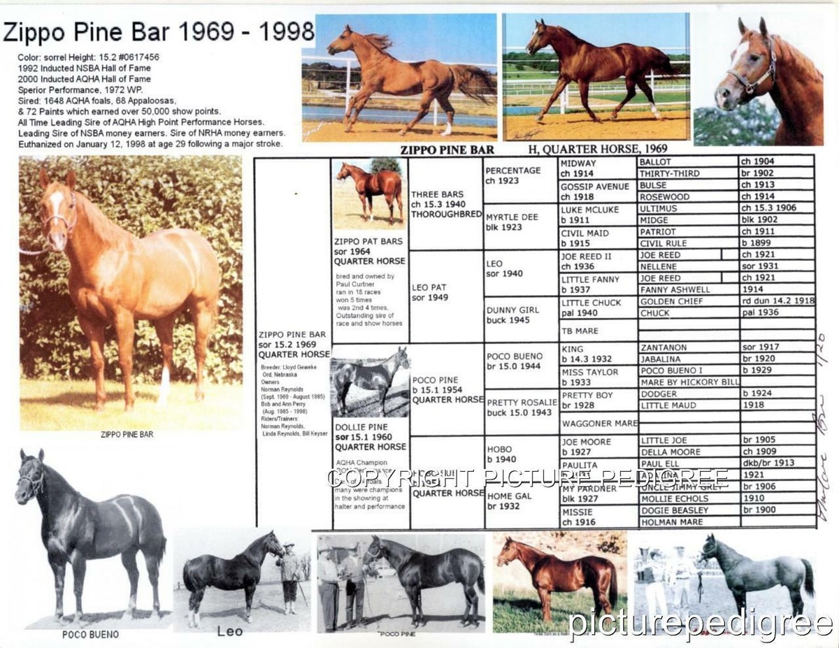 ZIPPO PINE BAR Famous Quarter horse stallion picture pedigree Hall of Fame  Champ