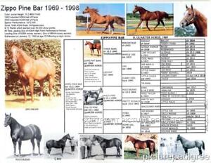 Aqha Point Chart