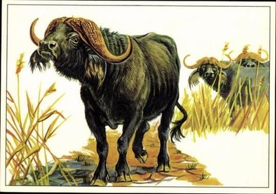 Set von 16 AK Tiere, diverse Ansichten - 36257