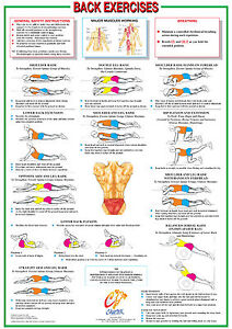 Chart Of Muscles And Exercises