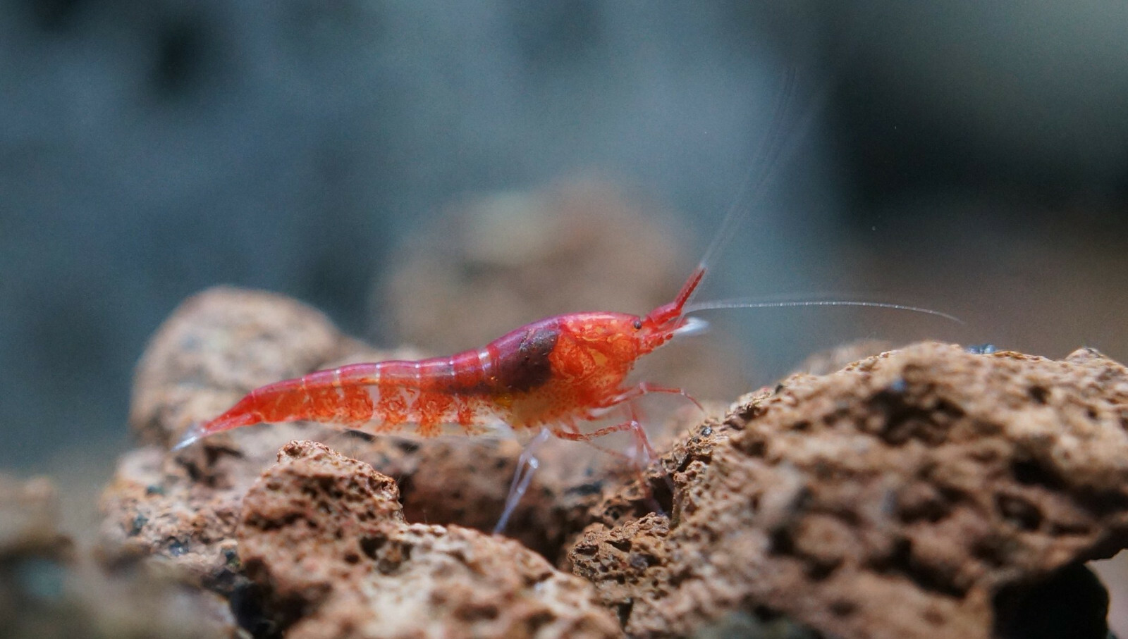 Tropical Shrimp for sale in UK 43 used Tropical Shrimps