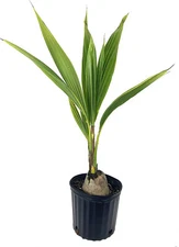 SPROUTED Cocos Nucifera  GREEN COCONUT SEED plant palm tree (ONE) 12" tall