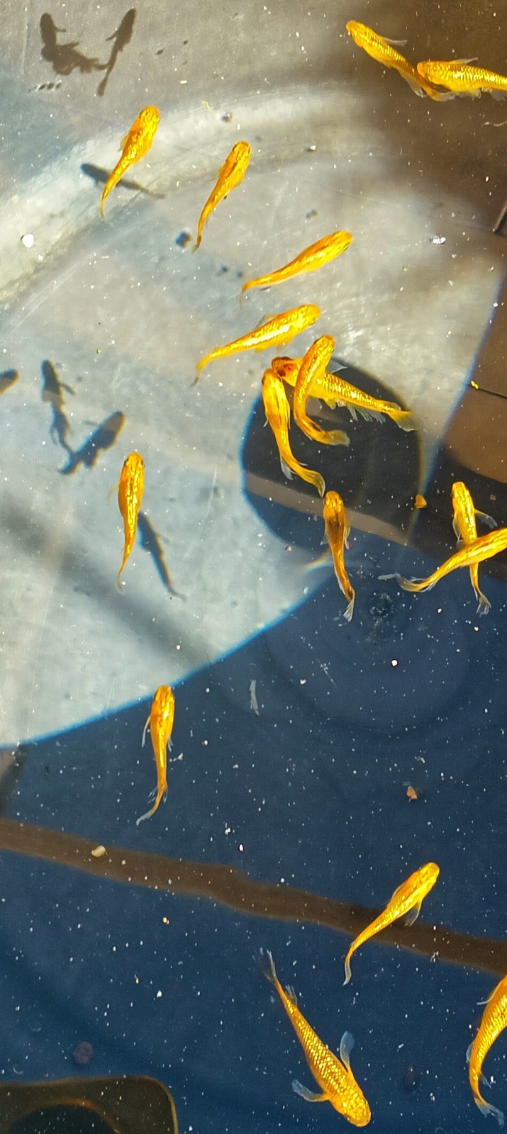 Medaka Reckless Long Fin ! Oro 5 pesci !  oryzias latipes Vasche  acqua fredda 