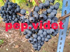 FINAL REDUCTION,  END OF SEASON CLEARANCE x12 Rondo Unrooted Grape Vine Cutting