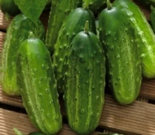 Best Cucumber Seeds 25 seeds from my garden. 