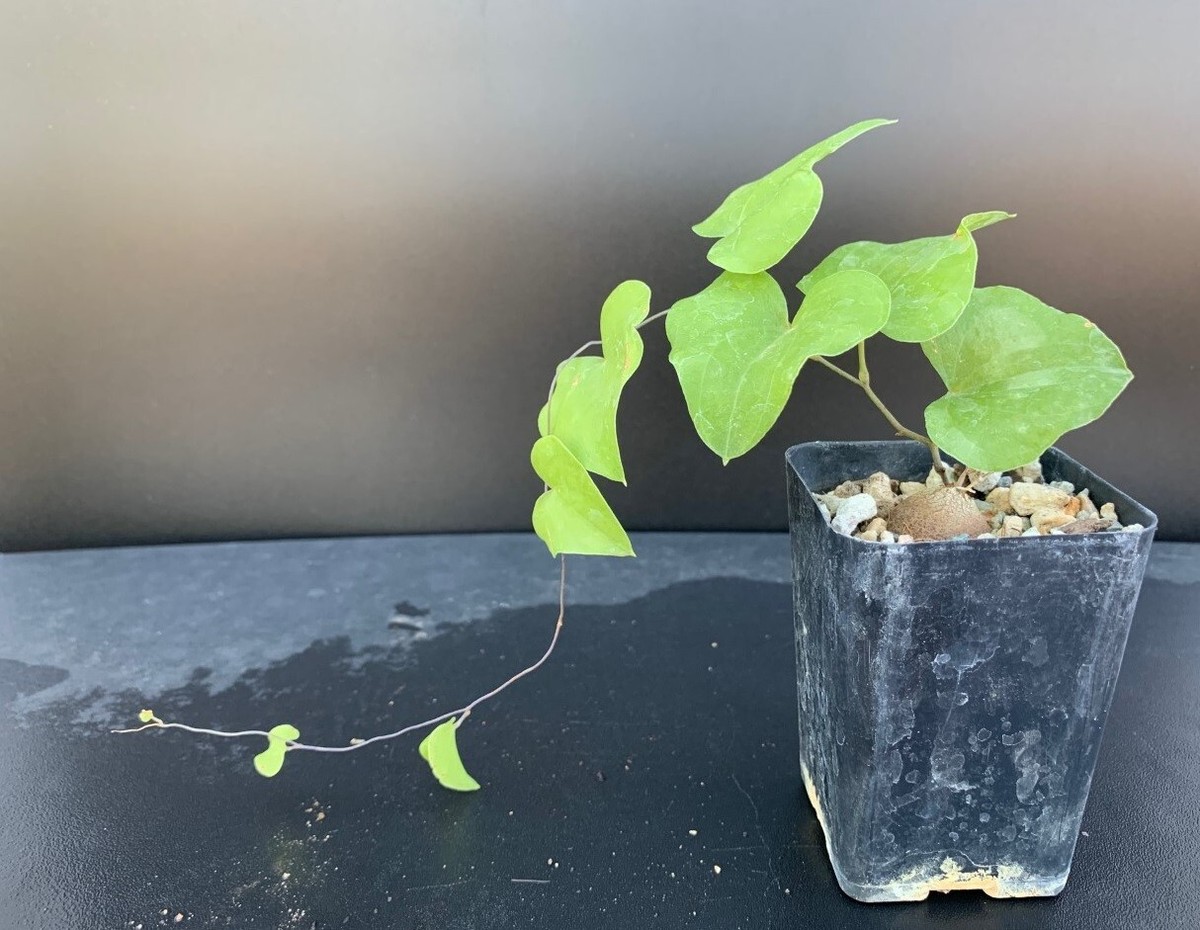 87 Dioscorea elephantipes / ディオスコレア エレファンティペス