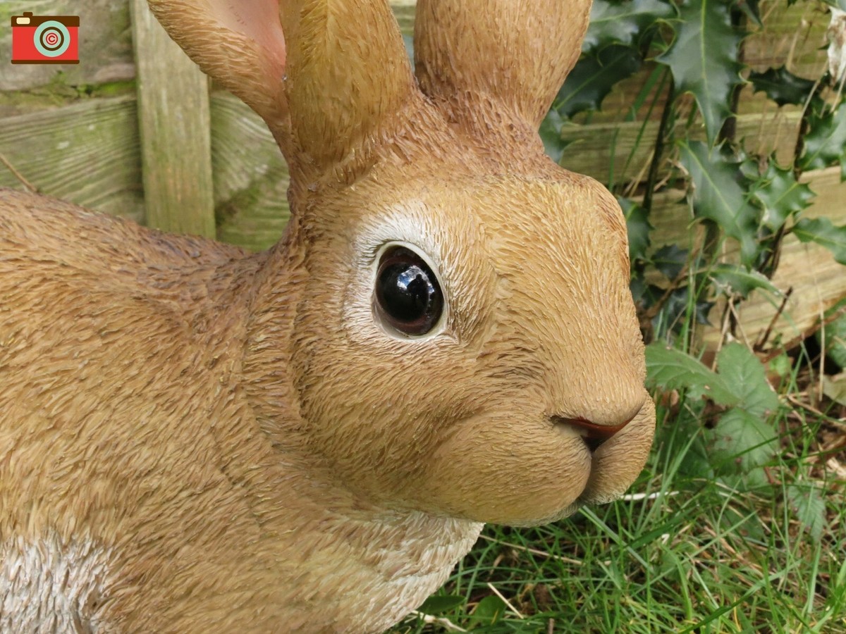 LOOK OUT RABBIT. Vivid Arts. Lovely Ultra Realistic Home & Garden - Foto 4