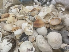 1 LB LOT   Assorted Seashells  Ocean Finds  Natural Beach Decor  Crafts