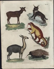 1816 John Wilkes Antique Print of American Elk, Lynx, Ant Eaters & Llama (90355)