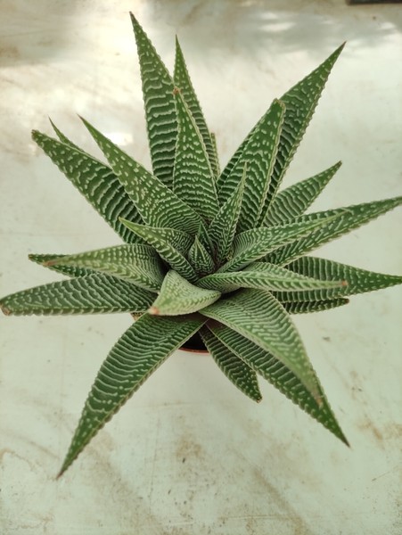 haworthia limifolia spider white